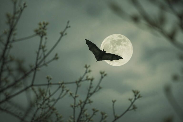 Chauve-souris : symboles et signification révélés